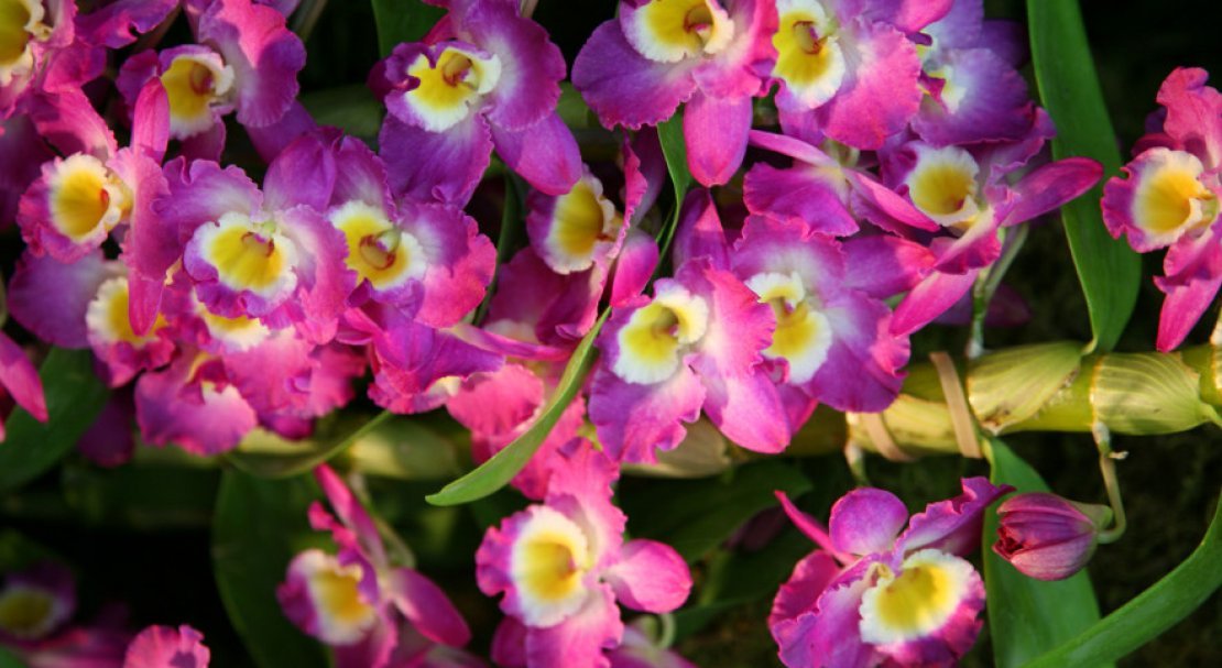 c6edf204db8280262459cf59a9df0f04 Самі красиві орхідеї: ТОП 13 кращих видів та їх опис, фото