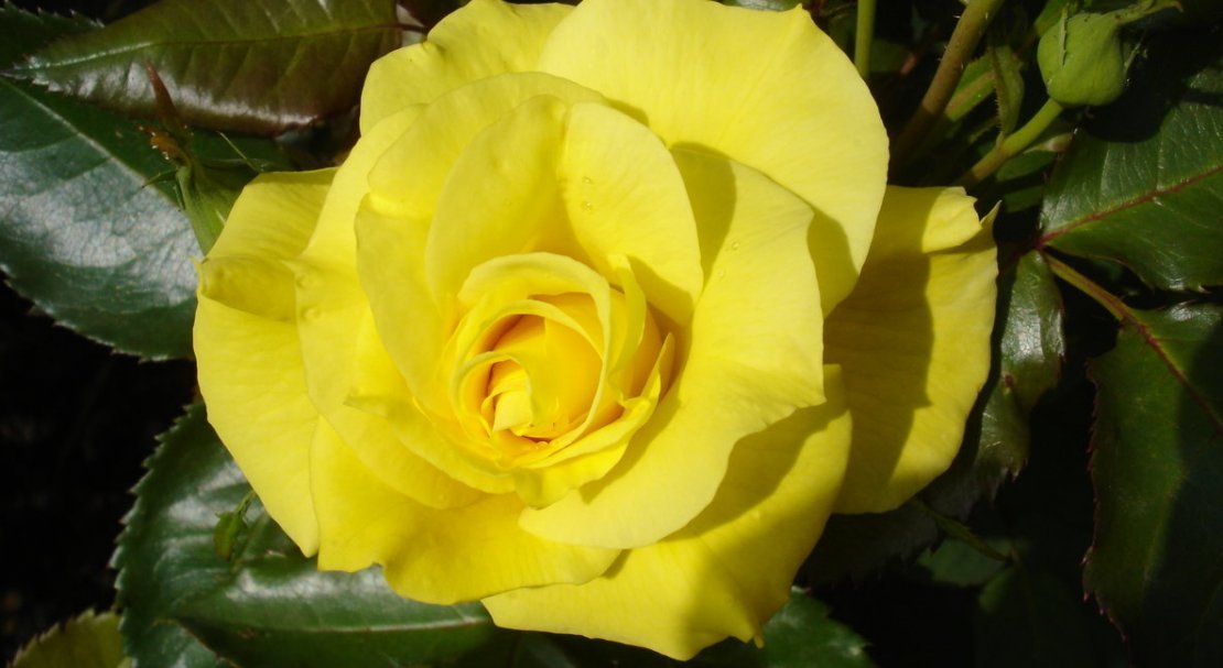 c73218de66ab2fc0a74f00f5d61fb2b7 Роза Фрезія: опис, відмінні характеристики, особливості вирощування та догляду, фото