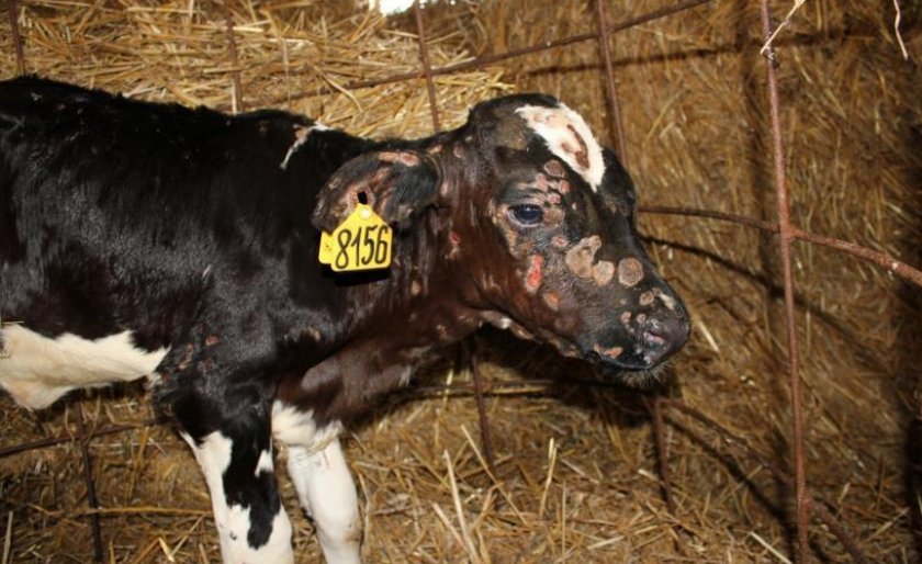 c7aeea5c6c691908df5ee411ac6eea63 Нодулярный дерматит у корів (великої рогатої худоби): ознаки і лікування, профілактика і вакцина