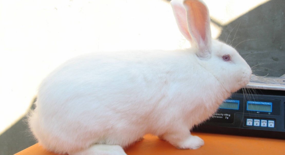 c7b19b5ead5a3a19dec769156e7ff559 Кролик білий паннон: характеристика і опис породи, фото, особливості змісту