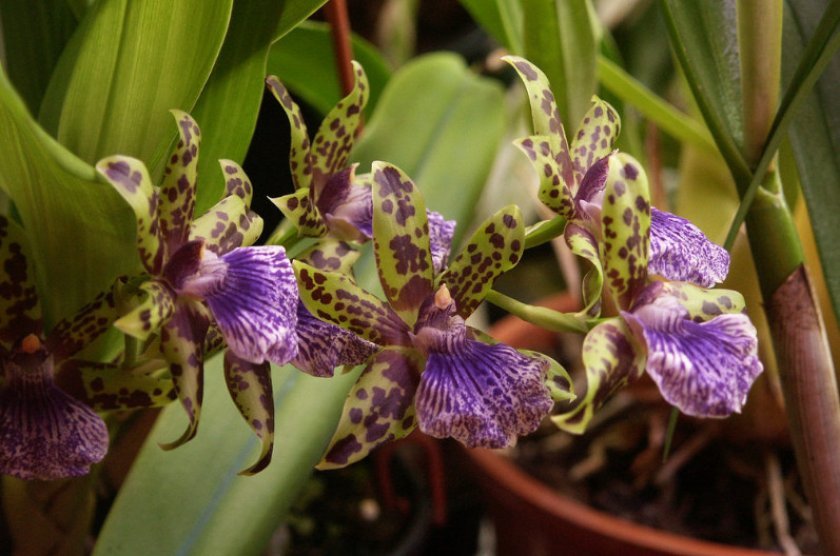c7d3684fc0389f6c58a117f5b4050cae Самі красиві орхідеї: ТОП 13 кращих видів та їх опис, фото