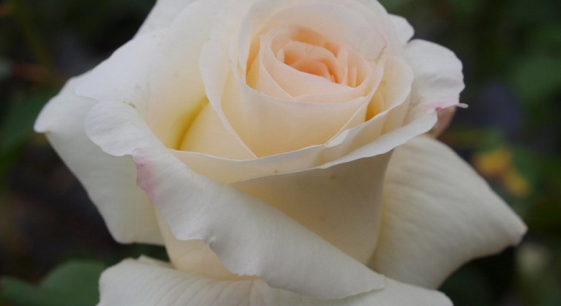 c829be8f38d8cc1050d9c46972415b8c Роза Шнеевальцер: опис і характеристики троянди, способи розмноження, вирощування і догляд