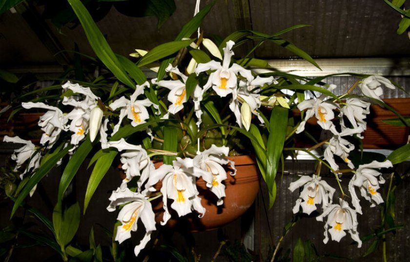 c937cff8e3da2e046e31503e4455c167 Самі красиві орхідеї: ТОП 13 кращих видів та їх опис, фото