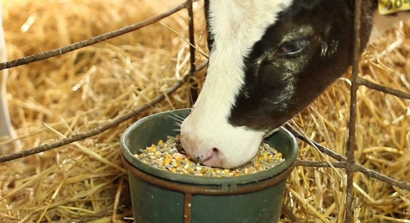 c98cc05123f6c042a0c705602bfdc407 Як визначити строк тільності корови в домашніх умовах: по молоку, по місяцях, по тесту на вагітність, народними засобами, відео
