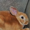 c992c1a34845dd1e2b59b03fd27eddeb Віденський блакитний кролик: опис та характеристика породи, розміри кліток для утримання, особливості розмноження, фото