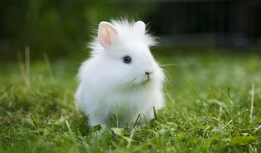 c9e6e78718ee228c712ec9aebf473957 Ангорський декоративний кролик: опис породи і фото, догляд та утримання в домашніх умовах, чим годувати