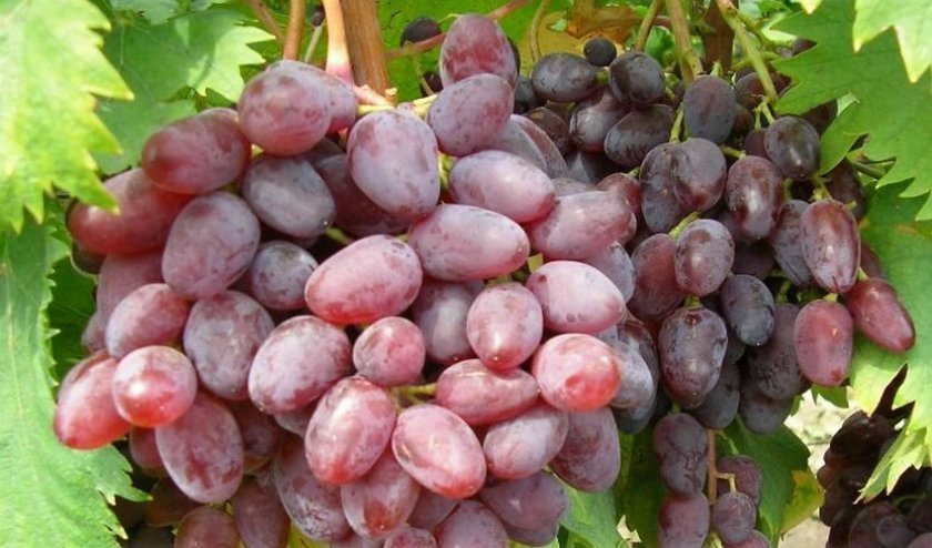 ca131504739e307fdff714e77049db11 Кращі сорти винограду для Сибіру: опис і особливості вирощування, фото