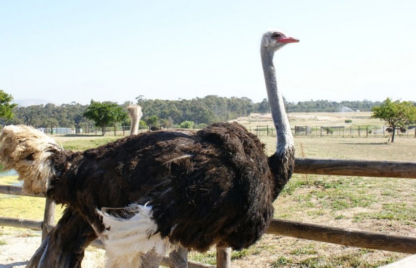 ca7e17bfe80c4e86a288b45ddc0ac323 Скільки в середньому важить страус різних порід і яких розмірів він може бути?
