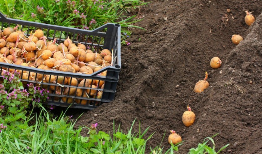 ca88adaa907b956208f32e11c4170e5f Картопля Велетень: опис та характеристика сорту, особливості вирощування та догляду, фото