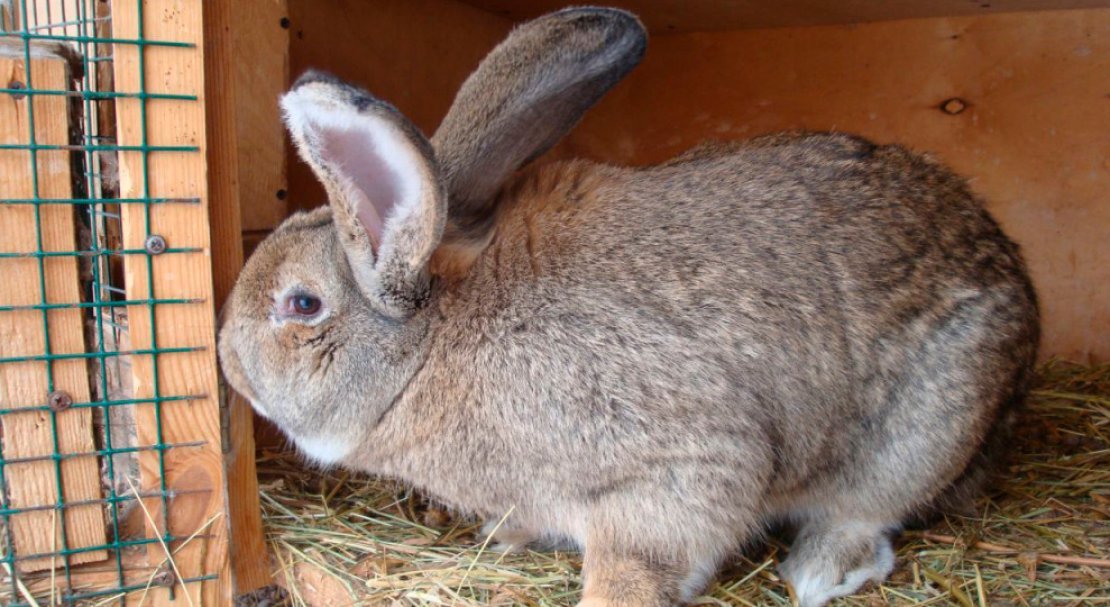 cb49f488392f2b7ff1059702e05cc56f Сірий велетень (порода кроликів): опис, фото, розведення та утримання, годування