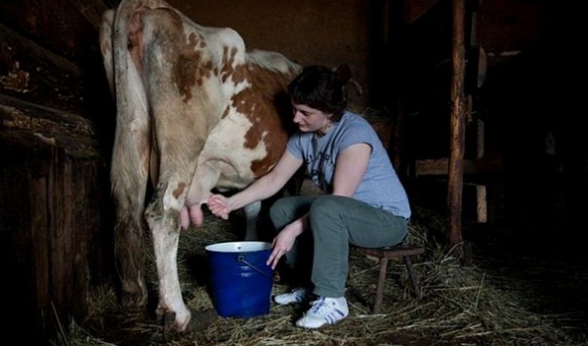 cbd2709872f48a36f3eb7aab923f9f73 Чому корова дає мало молока: що робити