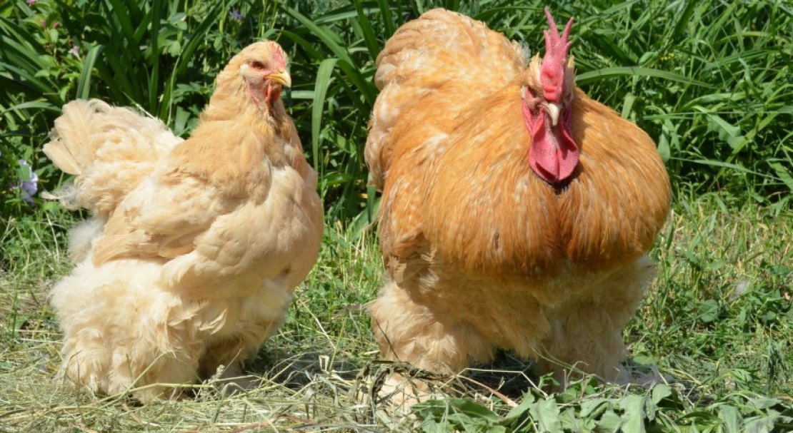 Курицы кохинхин фото и описание