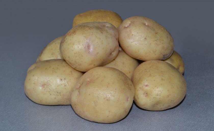 ccfd879edd8ee60e293830af9baa508f Рак картоплі: опис і методи боротьби з хворобою, чи є хворий картопля, фото, відео