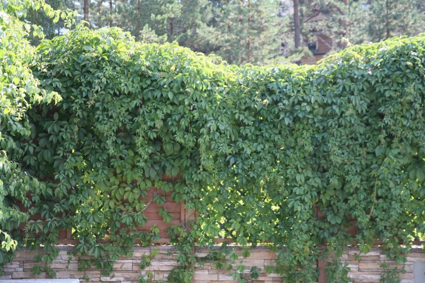 cd0631b2824b984f783c895783189304 Дівочий виноград пятілісточковий (Мурорум): посадка й догляд, фото