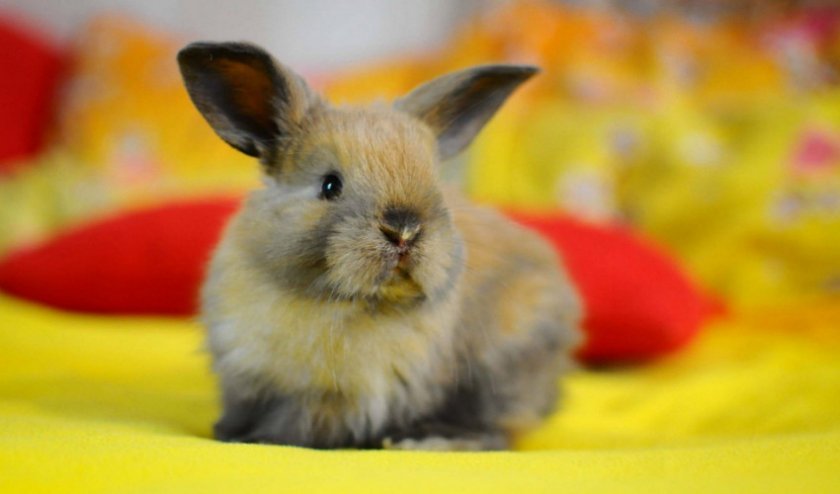 cda108fd31864e7f8f1d9b9a5b4cd92c Чому кролики дохнуть (великі, маленькі) взимку і влітку: причини, що робити, як лікувати хвороби