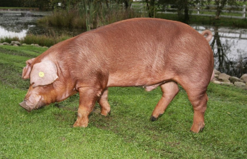 cdf65b9314b39ca538bb526917a7324c Ландрас — порода свиней: характеристика і опис з фото, особливості розведення, годівлі та догляду, відео