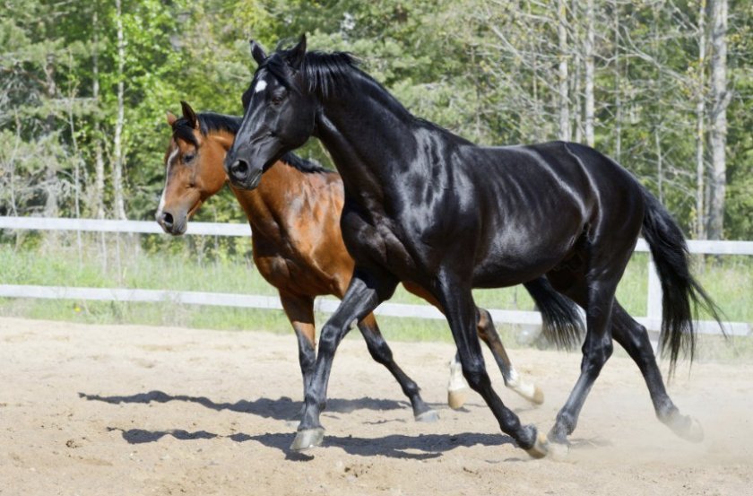 ce1aa33efe0785d75f12891ade691ee0 Російська верхова порода коней: опис і характеристика, особливості утримання і догляду, фото