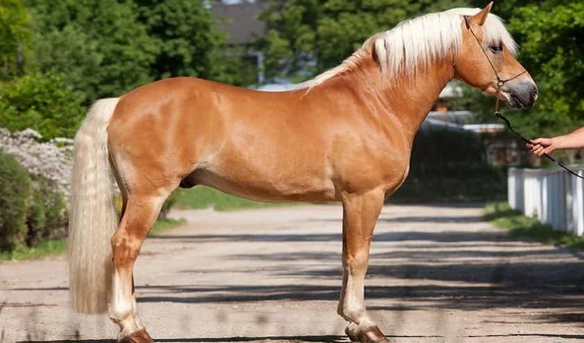 ce32df41012bb33e8406331dcbd02cc6 Солова масть коней: опис і зміст порід, переваги та недоліки, особливості догляду, фото