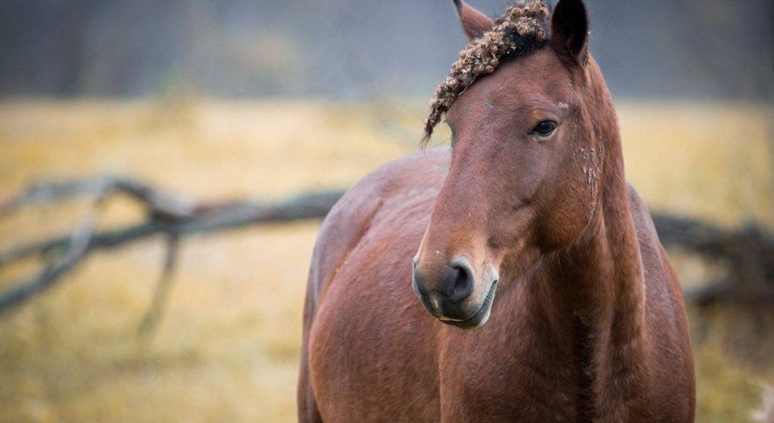ce509a58412d157992b23124caf3f88a Башкирська кінь: опис і зміст породи, переваги та недоліки, особливості догляду, фото