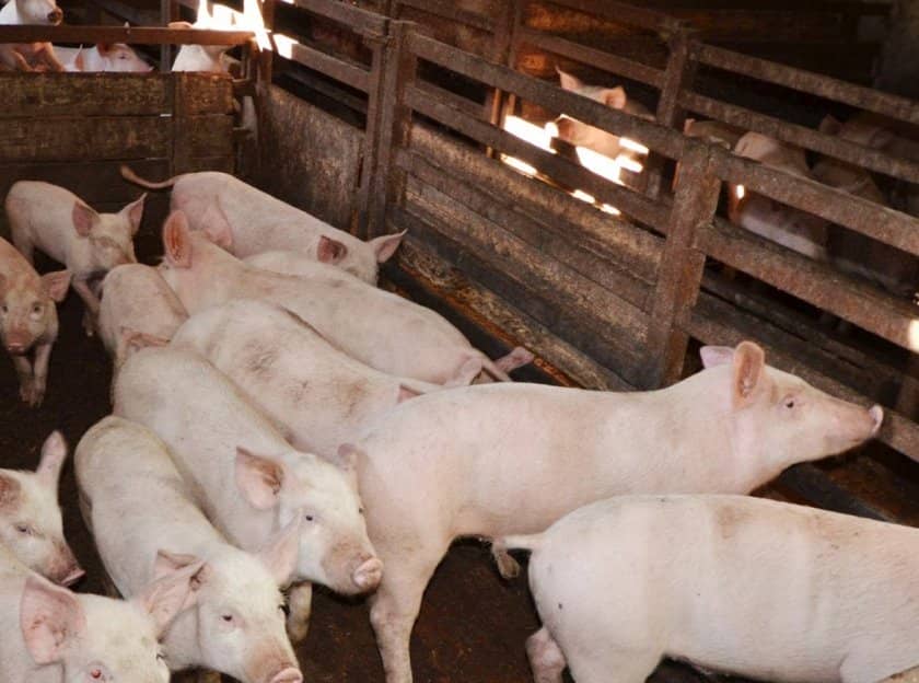 ce834bbfa3aff9e52208f9c029024e9e Розведення свиней в домашніх умовах для початківців