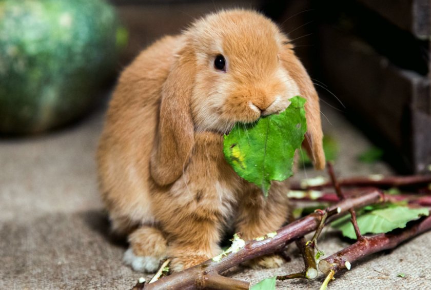 cede402203a88f487502799fe75b29b4 Що їдять карликові кролики: дозволені і заборонені корми, особливості годівлі