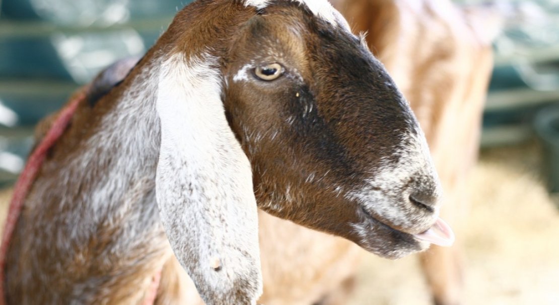 cee9880b3f877c2d84099549d56937ef Нубийские кози: опис породи з фото, особливості догляду, скільки дає молока