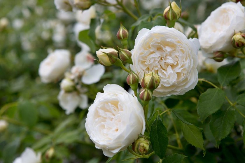 cef6ea3909b1566d7f4e530b4747b860 Піоноподібні троянди: опис з фото, особливості садіння, вирощування та догляду, відео