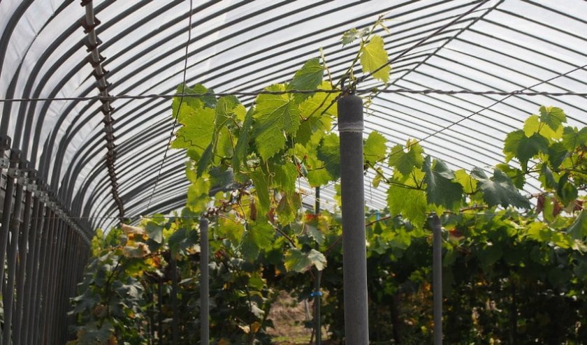 cfa9d721c7a20aa2d23bdb9fb98cc1e0 Виноград в теплиці: посадка і технологія вирощування, обрізка, як доглядати