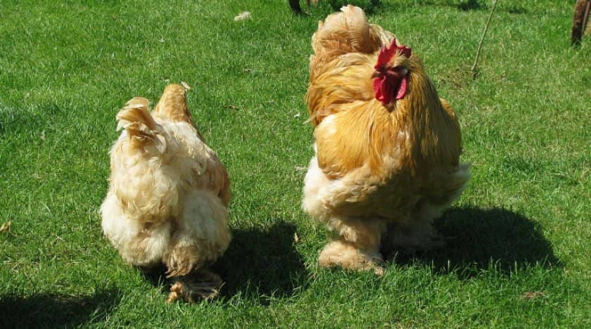 Курицы кохинхин фото и описание