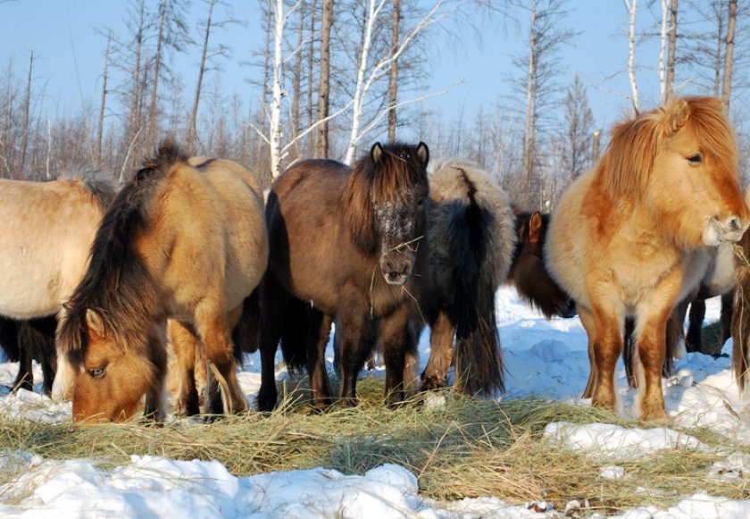 d0609c4aa94d003a81f5e834ad793be7 Якутська кінь: опис та характеристика породи з фото, особливості догляду, утримання та харчування, відео