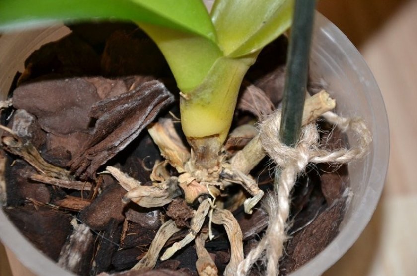 d07e1031de618fb15b1d9f3bde364f7f Як садити орхідею в горщик в домашніх умовах: основні способи, правильна обробка ґрунту, догляд після посадки