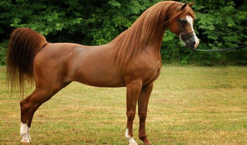 d13af7cc27a1b8f256af1f5267951985 Арабська порода коней: характеристика, зміст і догляд, профілактика хвороб, фото