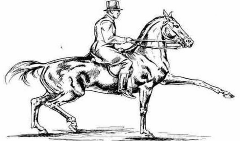 d156dd38e1660803954353c8b332a0a0 Алюр коней: види та характеристика, який біг найшвидший