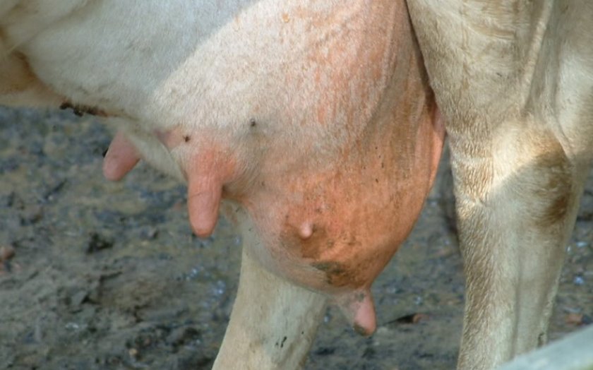 d25139ca9ea575d5f6da2cf4245f1dad Чому у корови гірчить молоко: причини і лікування