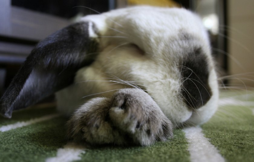 d2b2287c2f642a7472ee3bdb7123e935 Як сплять кролики: з відкритими очима, чи ні, скільки часу і як часто, фото