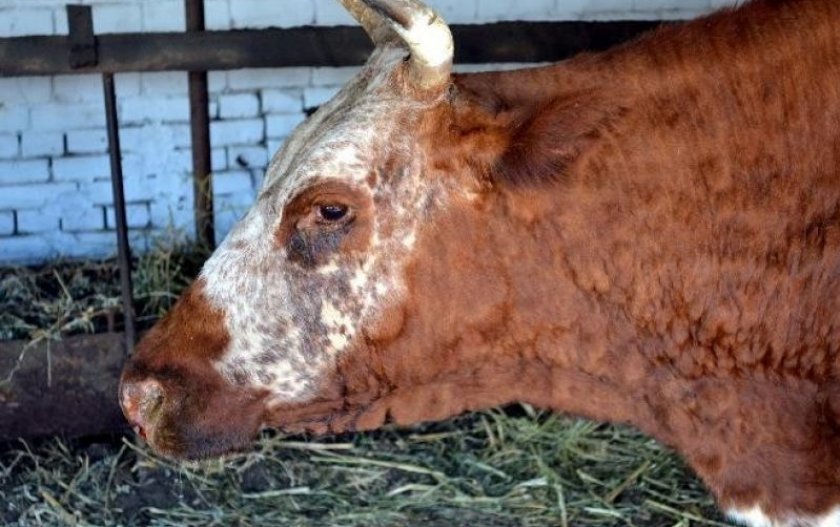 d3d3f1449e865595bbd710d9da87781c Нодулярный дерматит у корів (великої рогатої худоби): ознаки і лікування, профілактика і вакцина