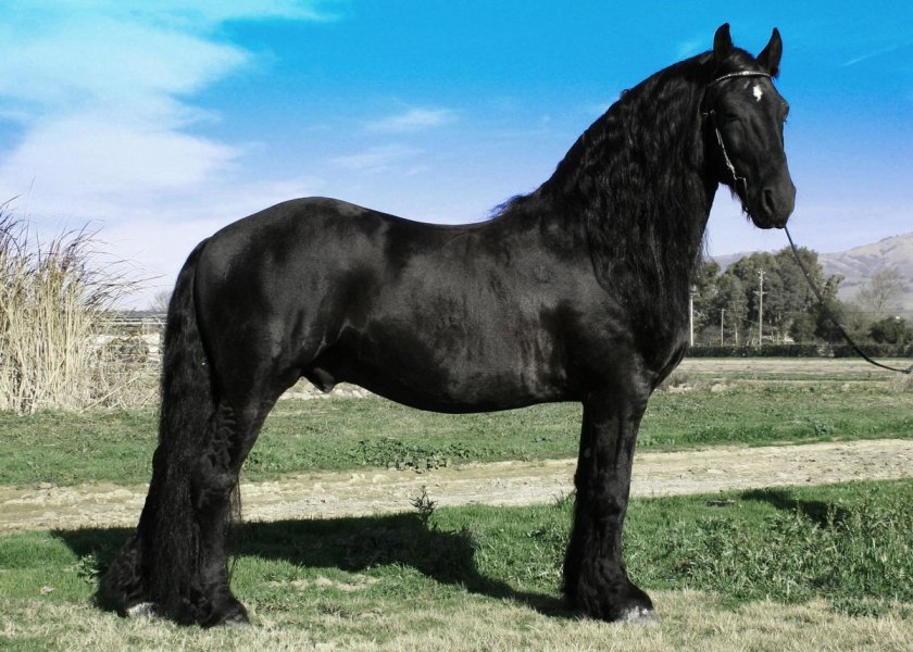 d445c0efcda63d931d368d75fe645a91 Циганські коні: опис і зміст породи, переваги та недоліки, особливості догляду, фото