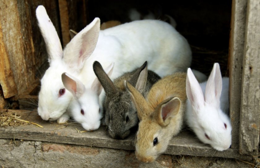 d474194844640942aaf93f97a58b8287 Чи можна давати кроликам кавунові кірки: особливості харчування, корисні рекомендації