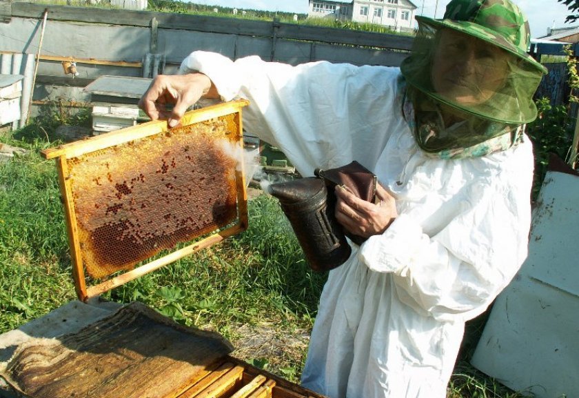 d4c0210fa04175912cfba9fe5a06f5c5 Осінні роботи на пасіці перед зимівлею: підготовка, обробка та лікування бджіл від хвороб, відео