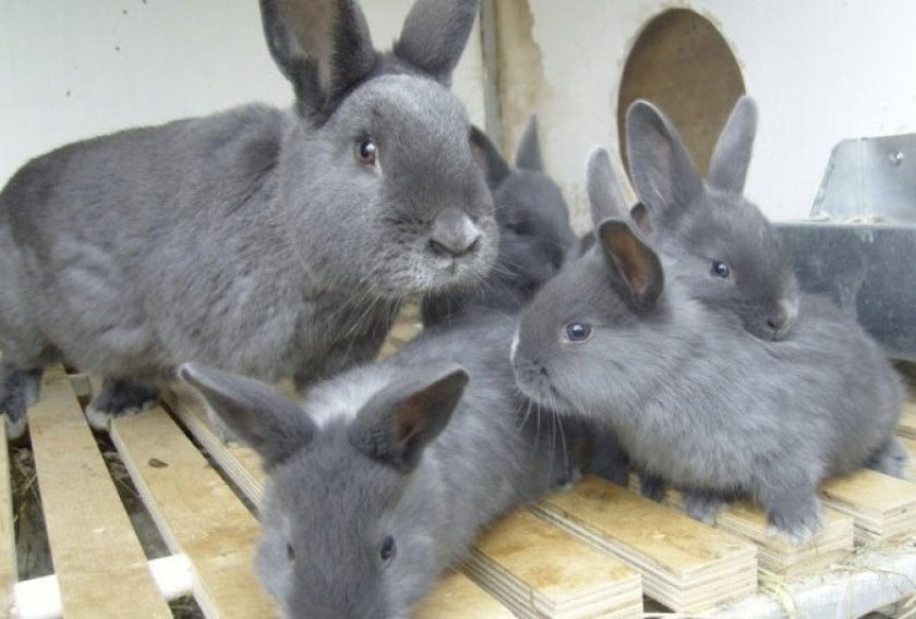 d4f4d11350f9215eac09b6a5d58d5a69 Віденський блакитний кролик: опис та характеристика породи, розміри кліток для утримання, особливості розмноження, фото