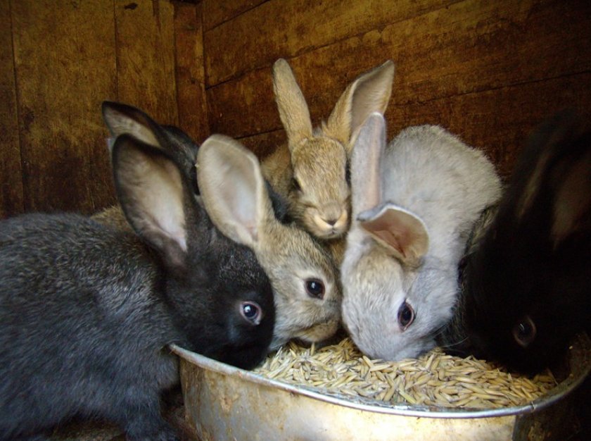 d549e3d5ae1f619f190dc93a967e1486 Як годувати кроликів взимку в домашніх умовах: основні правила харчування, складання раціону