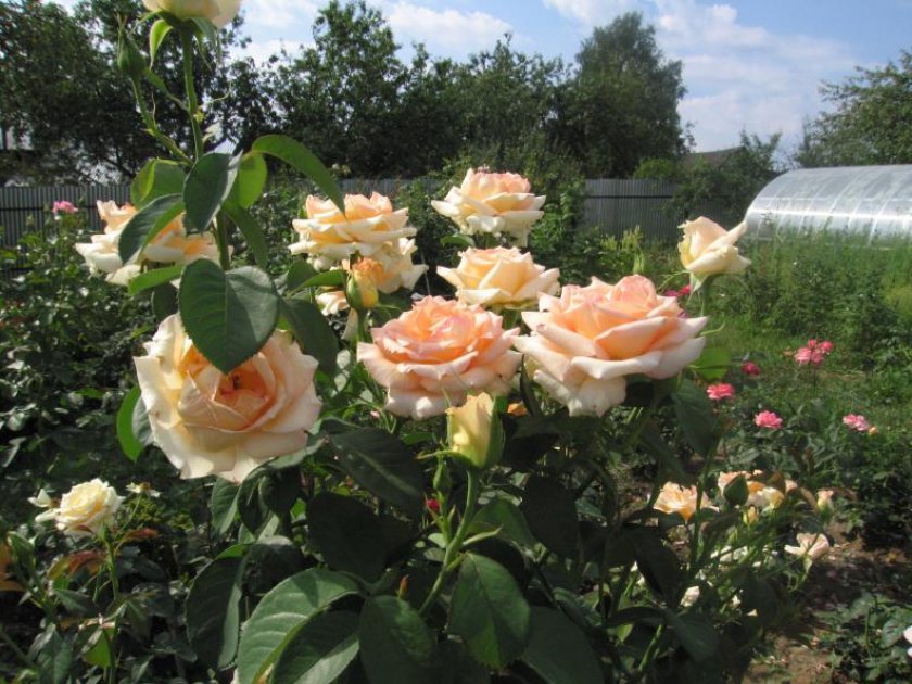 d54e36c0e1d7e9fc2cafdac4e58efc59 Троянди чайно гібридна Версилия: фото і опис, посадка і догляд у відкритому грунті