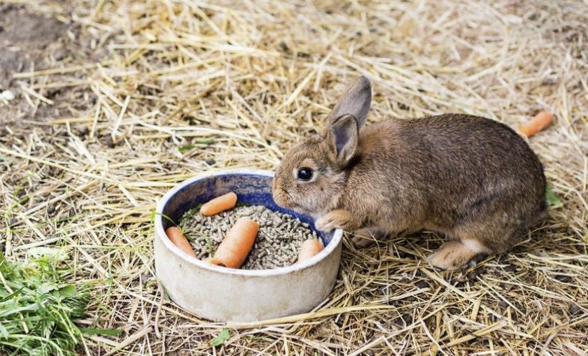 d5b1ad56fc18ed379382b46e723250d4 Що можна і що не можна годувати кроликів в домашніх умовах: якими рослинам і кормами, чому не можна годувати свіжою травою