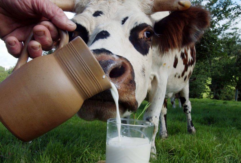 d5fa77f3f1bdca43b95ff9470dfa972a Чому у корови солоне молоко, якщо вона не вагітна, солоне молоко перед і після отелення: причини і лікування