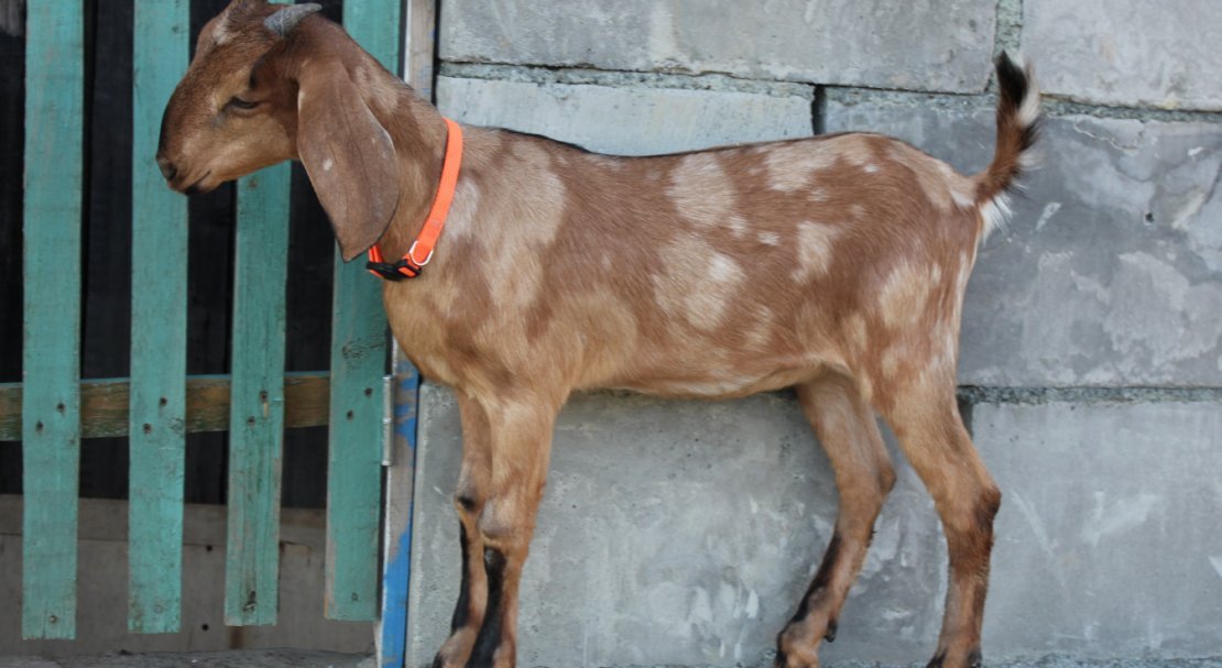 d636843119bfe53fd709a2b13a696d27 Нубийские кози: опис породи з фото, особливості догляду, скільки дає молока