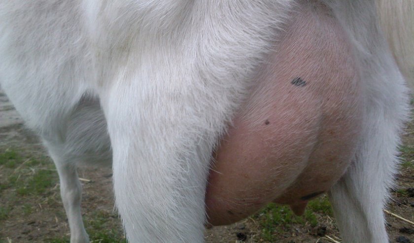 d659af48933b14f4ab25d6c38c014315 Кров у молоці у кози: причини появи, лікування і профілактика можливих захворювань