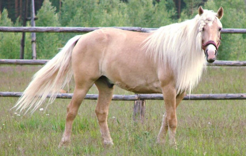d6602bea7a17f8b22e26115b7377502c Башкирська кінь: опис і зміст породи, переваги та недоліки, особливості догляду, фото