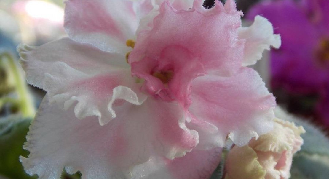 d6db61fb9416e52a60c7673cc051a5a6 Фіалка Рожева Акварель: опис сорти, вирощування і догляд в домашніх умовах, фото