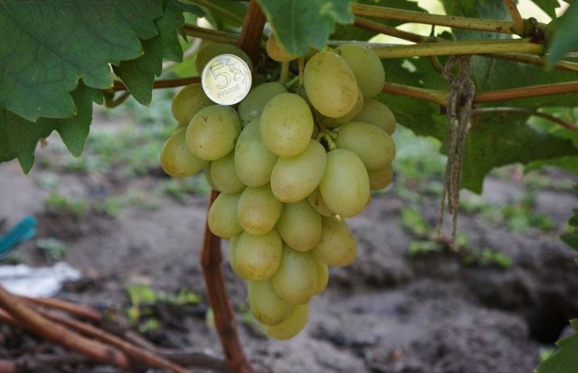 d6e72fdd743a71b78fc2dd12df156823 Виноград Красохиной: характеристика сортів, вирощування і догляд, фото