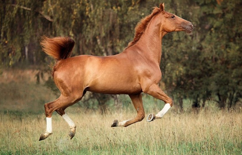 d6f8f355082df6df796921bbcc1bca10 Тракененская порода коней: характеристика та фото, умови утримання та догляду